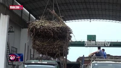 Nông dân phấn khởi khi cây mía được giá