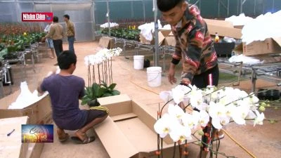 Lâm Đồng: Người trồng hoa cao cấp hối hả vào vụ Tết