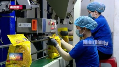 Xuất khẩu gạo đạt kỷ lục