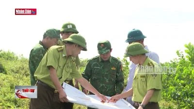 Phát triển rừng ngập mặn bảo vệ môi trường sinh thái