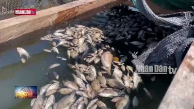 Gia Lai: Làm rõ nguyên nhân cá chết hàng loạt trên lòng hồ Ia Mơ