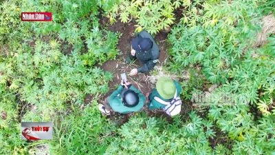 Kon Tum: Hơn 11 héc ta rừng trồng bị mất và suy giảm