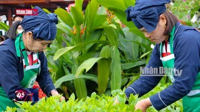 Câu chuyện văn hóa: Phát triển du lịch cộng đồng gắn với văn hoá trà