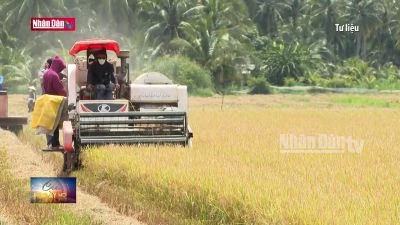 Bạc Liêu: Nông dân phấn khởi khi giá lúa thơm tăng cao