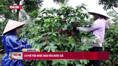 Cà phê vừa được mùa vừa được giá