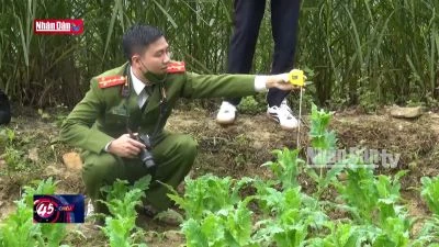 Ngăn chặn trồng cây thuốc phiện ở vùng biên