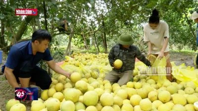 Tuyên Quang: Bưởi Soi Hà xuất khẩu sang Vương quốc Anh