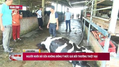 Người nuôi bò sữa không đồng ý mức bồi thường thiệt hại