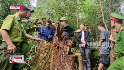 Bắt khẩn cấp nhân viên quản lý rừng cấu kết với lâm tặc