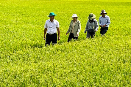 Cán bộ ngành nông nghiệp tỉnh Sóc Trăng tích cực hướng dẫn nông dân phòng chống hạn mặn.