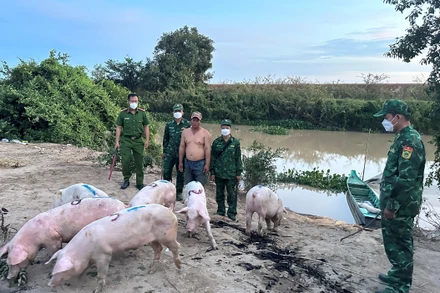 Lực lượng chức năng bắt giữ lợn nhập lậu qua biên giới tỉnh Long An.