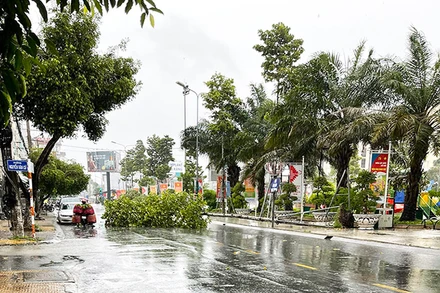 Mưa lớn gây đổ cây xanh trên đường phố Sóc Trăng.