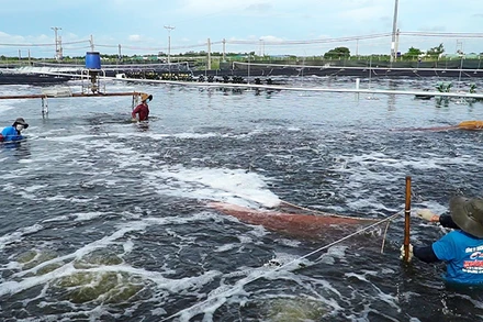 Thu hoạch tôm nước lợ tại Sóc Trăng.