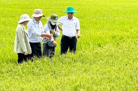 Ngành nông nghiệp Sóc Trăng tích cực hỗ trợ nông dân ứng phó xâm nhập mặn.