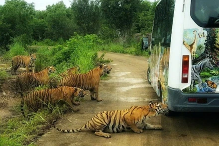 Ghi nhận cá thể hổ nuôi tại vườn thú Mỹ Quỳnh chết có kết quả dương tính với virus cúm A (H5N1).