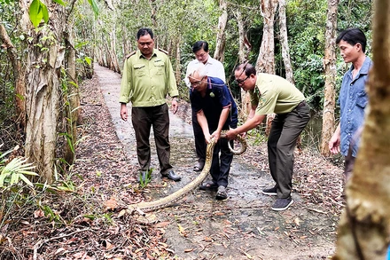 Cơ quan chức năng tiến hành thả trăn đất về môi trường tự nhiên phù hợp.