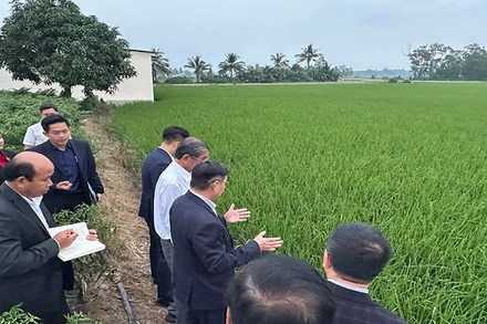 Tham quan vùng trồng lúa giống ST25 tại Sóc Trăng.