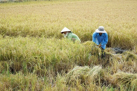 Nông dân Sóc Trăng thu hoạch lúa hữu cơ.