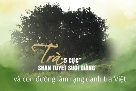 Trà “5 cực” Shan tuyết Suối Giàng và con đường làm rạng danh trà Việt