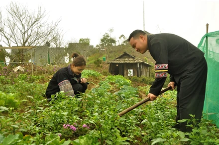 Sùng A Tủa trồng rau cải nương phục vụ khách du lịch. (Ảnh: Báo Yên Bái)