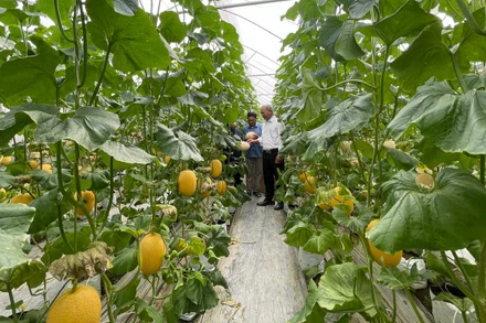 Sản xuất nông nghiệp công nghệ cao tạo huyện Gia Lộc, tỉnh Hải Dương. (Ảnh: Quốc Vinh)