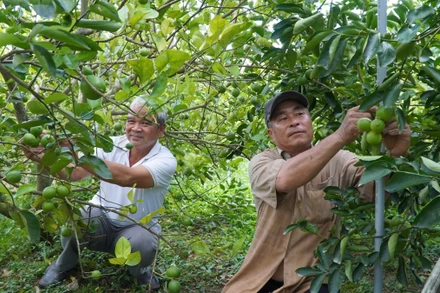 Vườn chanh của nông dân Phạm Văn Niềm, HTX Dịch vụ nông nghiệp Mỹ Long, huyện Cao Lãnh (Đồng Tháp.