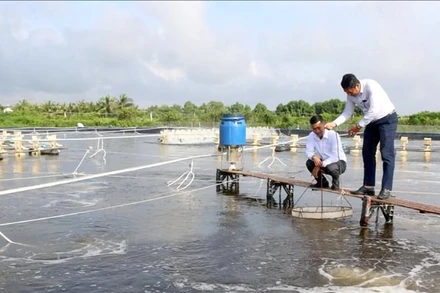 Thời tiết nắng nóng bất lợi khiến người nuôi tôm bị thiệt hại.