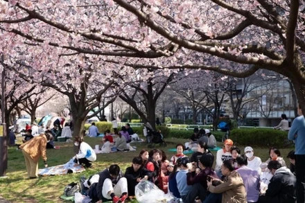 Ảnh minh họa: Người dân quây quần bên nhau cùng ăn uống và ngắm hoa. (Ảnh: XUAN GIAO/TTXVN)