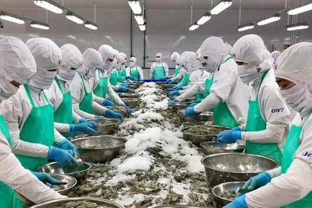 Chế biến tôm xuất khẩu.