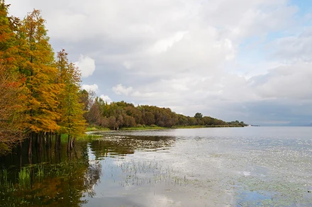 Rặng cây thủy sam trồng ở vùng đất ngập nước ven hồ Nhĩ Hải.