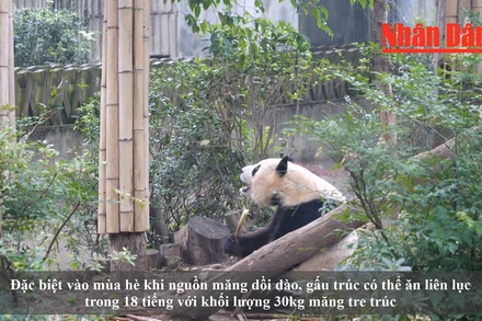 [Video] Quần thể gấu trúc sinh sản nhân tạo lớn nhất trên thế giới