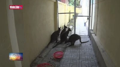 Bàn giao 4 cá thể chuột túi cho Trung tâm Cứu hộ Hoàng Liên