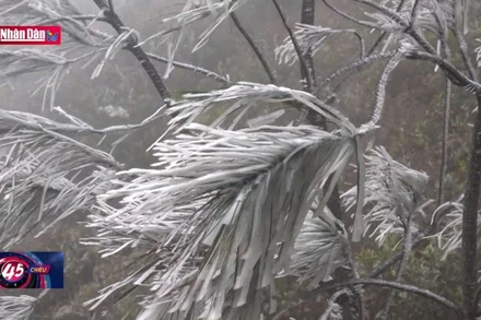 Yên Bái nhiệt độ xuống thấp, Mù Cang Chải xuất hiện băng giá