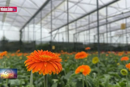 Người trồng hoa Lâm Đồng thấp thỏm vụ hoa Tết
