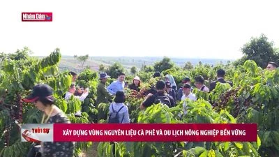 Xây dựng vùng nguyên liệu cà phê và du lịch nông nghiệp bền vững