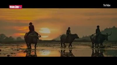 Nhìn lại điện ảnh phim truyện Việt Nam năm 2023