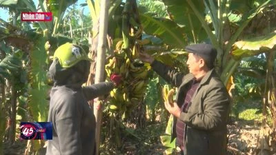 Người dân với nỗi lo mất mùa chuối Tết