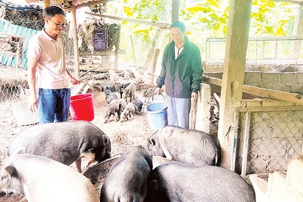 Anh Hồ Văn Thằn (trái) giới thiệu mô hình chăn nuôi lợn bản.
