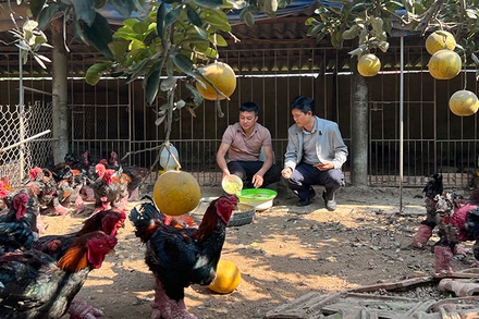 Lãnh đạo xã Đông Tảo thăm trại gà của Chủ tịch Hội Chăn nuôi gà Đông Tảo, Giám đốc Hợp tác xã Chăn nuôi và Kinh doanh gà Đông Tảo Lê Quốc Thắng (bên trái).