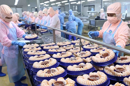 Chế biến tôm xuất khẩu tại nhà máy thuộc khu công nghiệp Sông Hậu, tỉnh Hậu Giang. (Ảnh TTXVN)