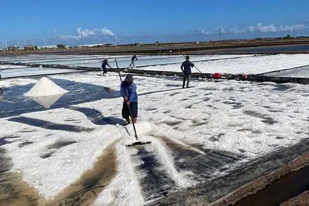 Diêm dân Bạc Liêu vào vụ thu hoạch muối. (Ảnh THANH CƯƠNG)