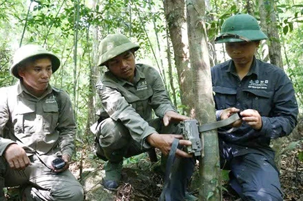 Cán bộ Khu Bảo tồn thiên nhiên Bắc Hướng Hóa đặt bẫy ảnh theo dõi dấu vết gấu ngựa. (Ảnh Khu bảo tồn cung cấp)