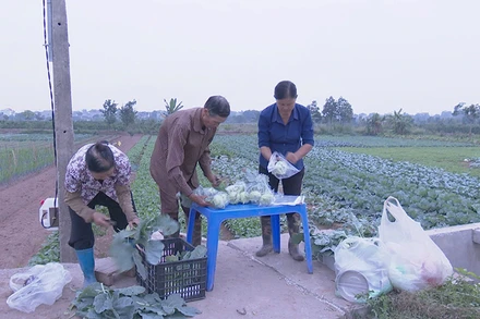 Thu hoạch rau ở Hợp tác xã Phù Vân, thành phố Phủ Lý (Hà Nam).