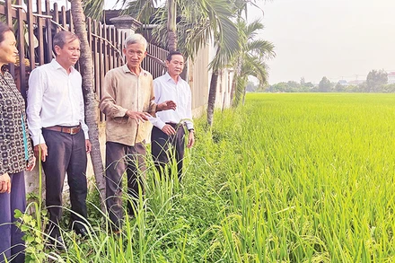 Nông dân xã Qui Đức cùng Đảng ủy xã thăm ruộng lúa ST25. (Ảnh MINH ANH)