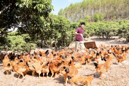 Gà đồi Yên Thế được chăn thả trong vườn đồi tự nhiên. (Ảnh Việt Hưng)