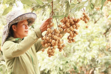 Sơn La hiện có 19.800 ha nhãn, ước sản lượng đạt 155.000 tấn.