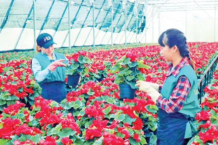 Sản xuất hoa công nghệ cao tại thành phố Đà Lạt, tỉnh Lâm Đồng.