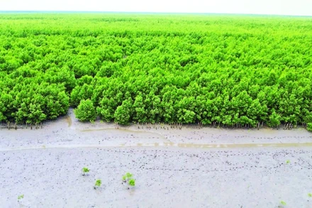 Hàng trăm héc-ta cây rừng phòng hộ ở phía tây Bãi bồi xã Đất Mũi (huyện Ngọc Hiển, tỉnh Cà Mau) được phục hồi, đang phát triển xanh tốt.