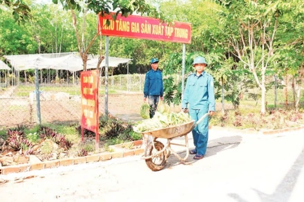 Chiến sĩ dân quân thường trực xã Thanh Hòa, huyện Bù Đốp thu hoạch rau xanh tăng gia.
