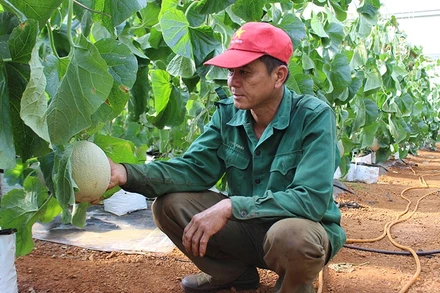 Dưa lưới sản xuất công nghệ cao ở huyện Chưpah tỉnh Gia Lai